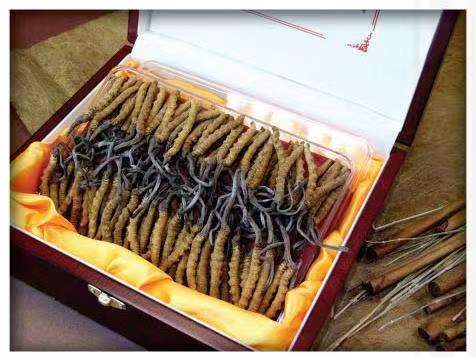 平潭冬虫夏草回收